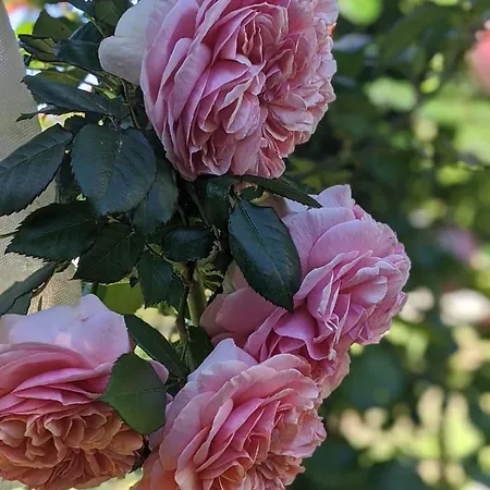 Giovanna 4* Półwysep Sorrentyński