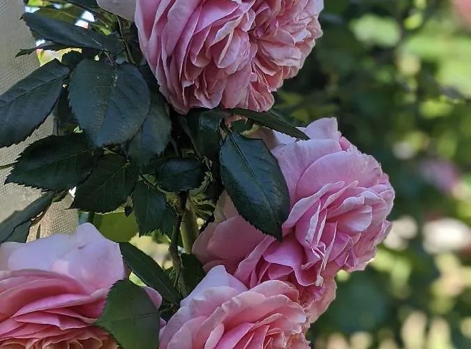 Giovanna 4* סורנטו